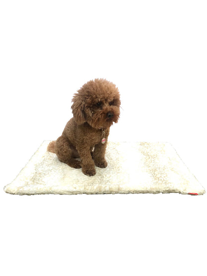 Small brown dog sitting on a white rug with a white background