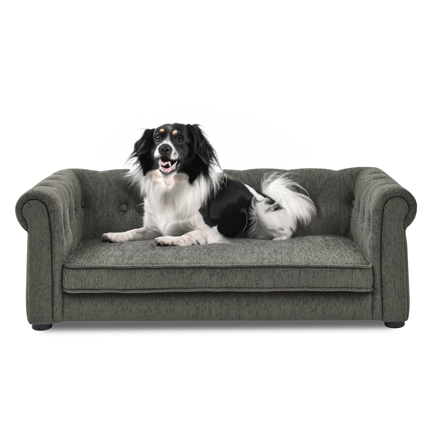 Dog sitting on a gray pet sofa against a white background