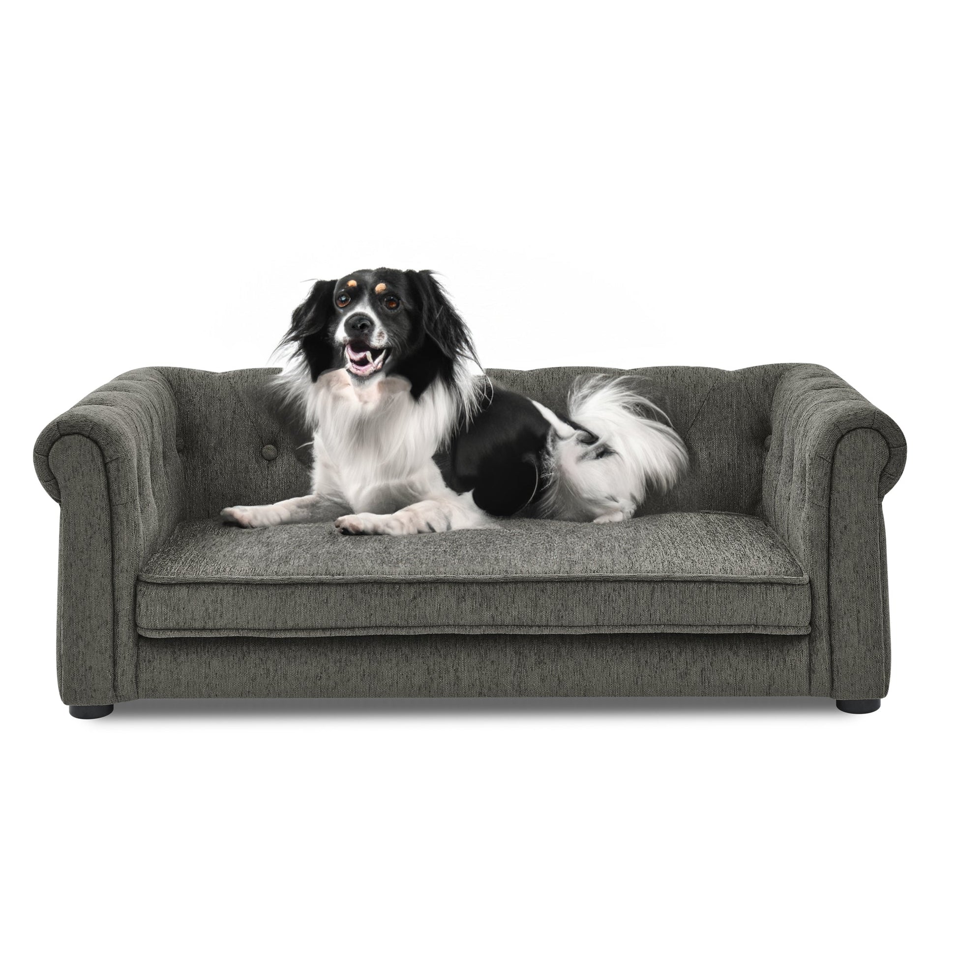 Dog sitting on a gray pet sofa against a white background