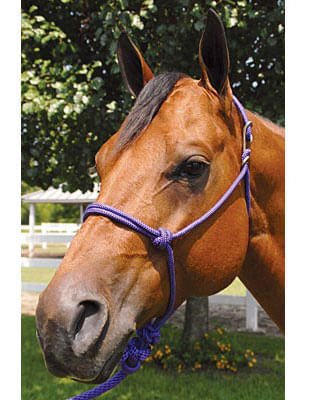 Brown horse wearing a purple halter with a green background