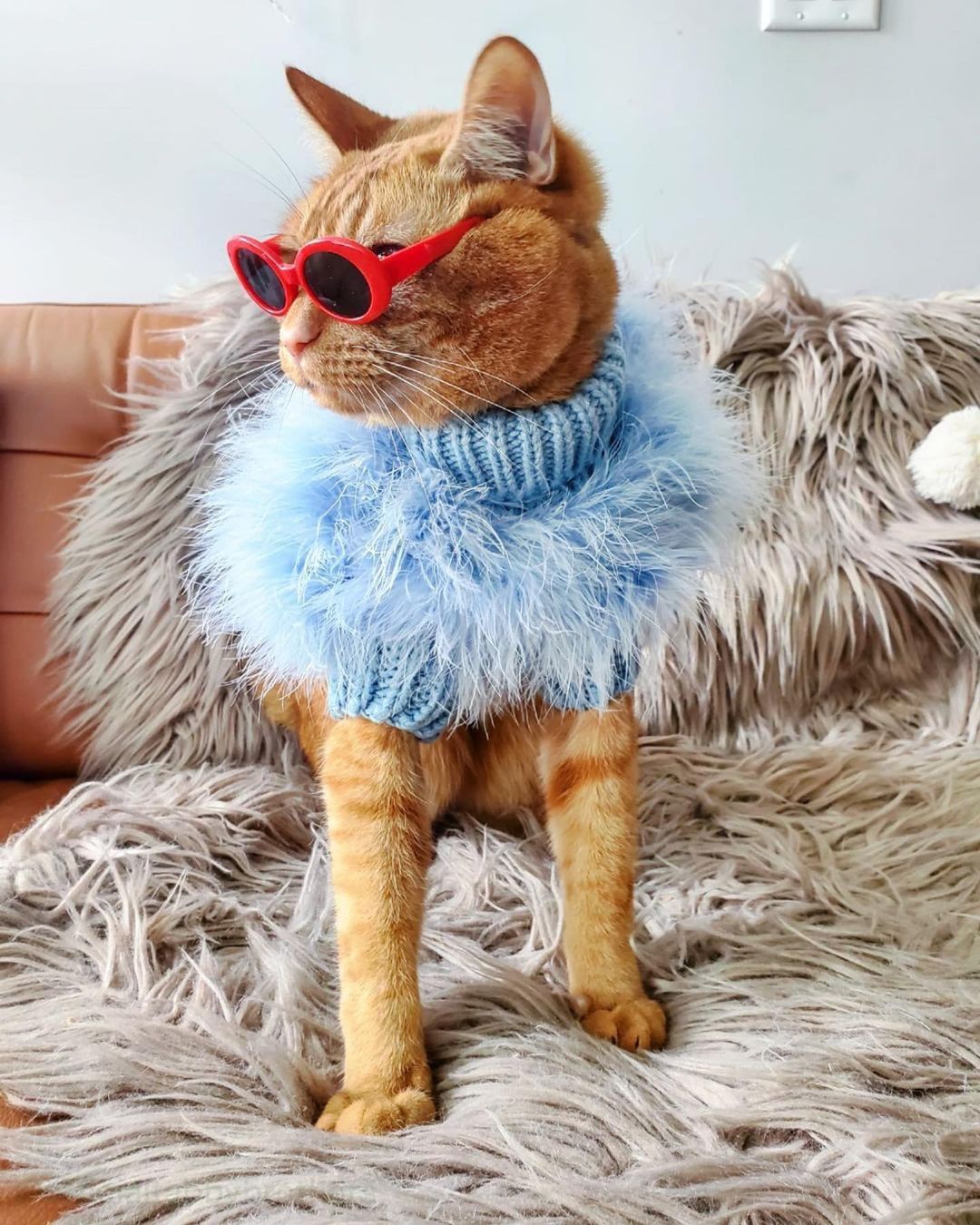 Cat wearing a blue sweater and red sunglasses on a fluffy surface