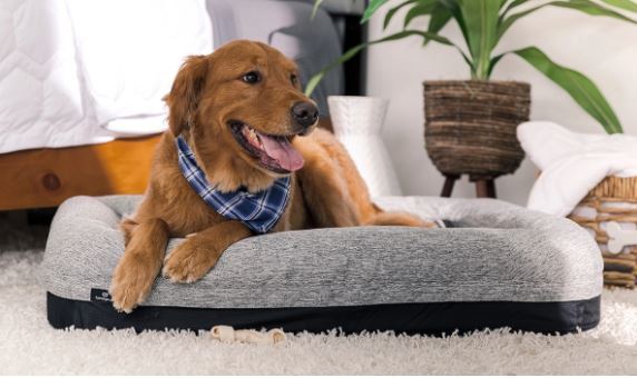 Dog lying on a gray pet bed in a cozy living room.