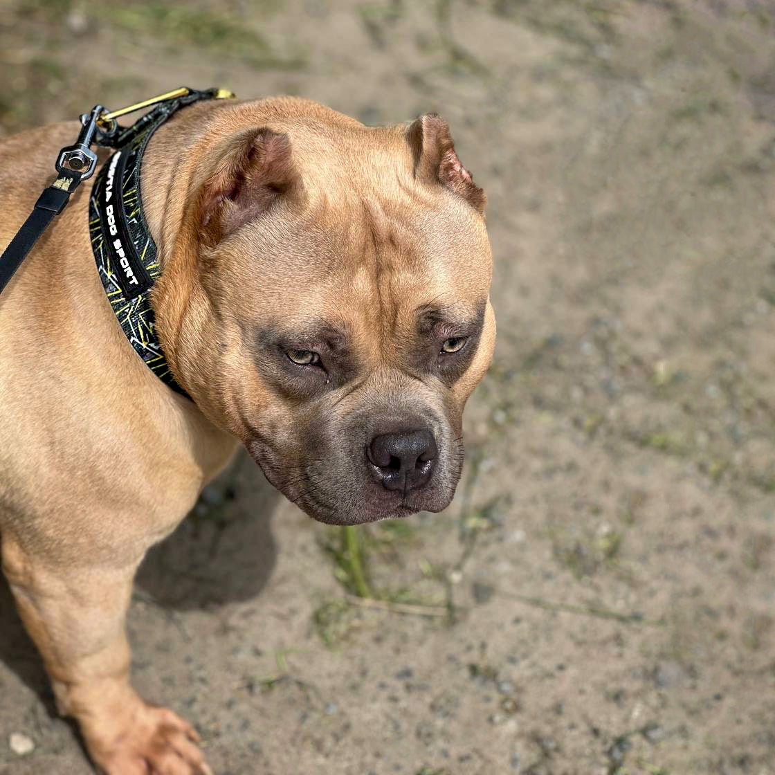 Dog wearing a harness on a blurred natural background
