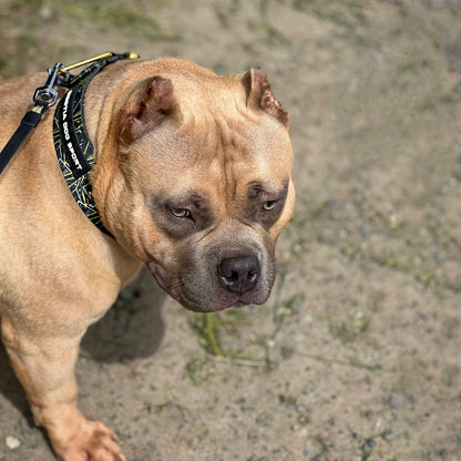 Dog wearing a harness on a blurred natural background