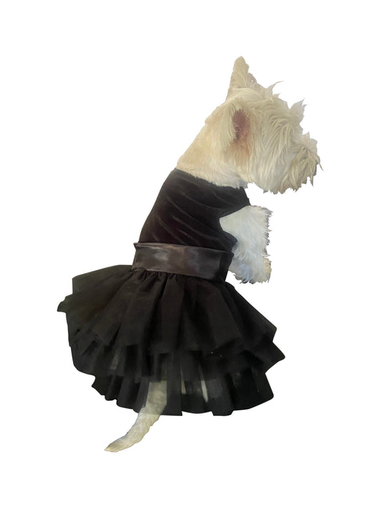 Dog wearing a black dress on a white background