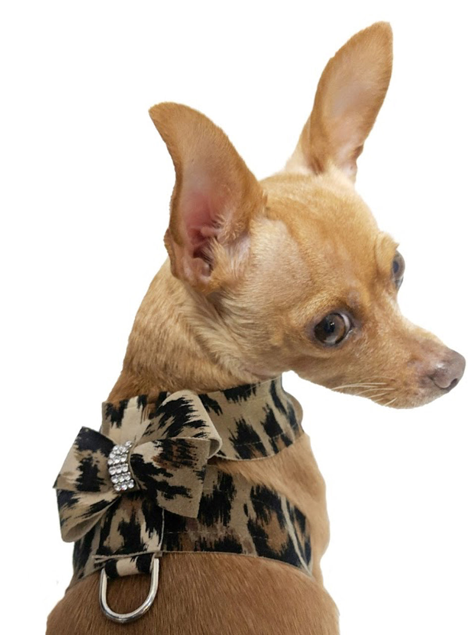 Small dog wearing a leopard print bow tie on a white background