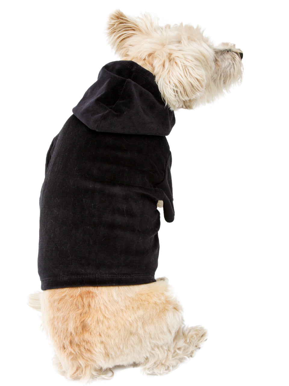 Dog wearing a black hoodie on a white background