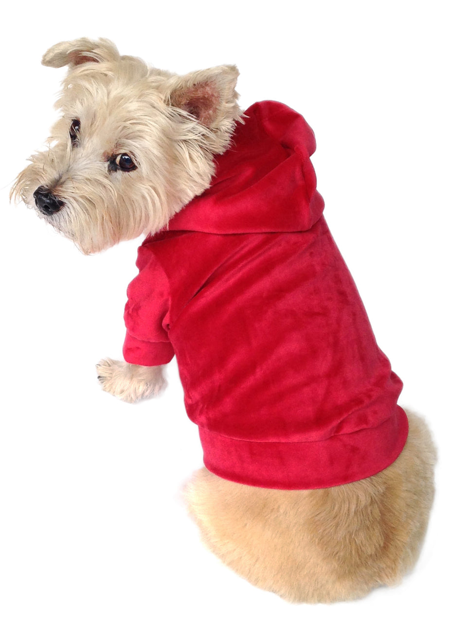 Small dog wearing a red hoodie on a white background