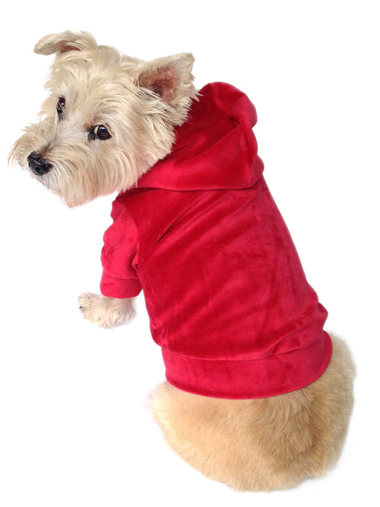 Small dog wearing a red hoodie on a white background