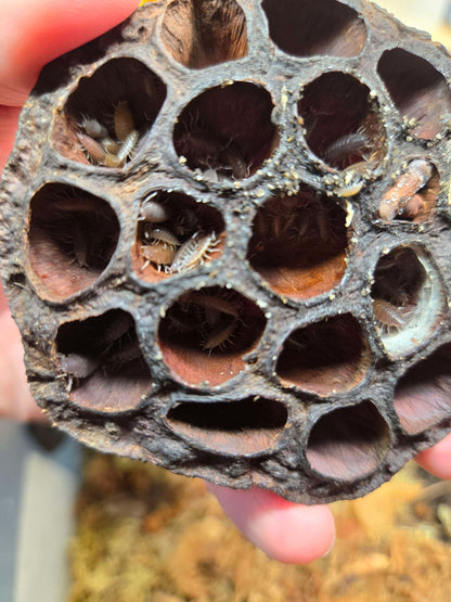 Close-up of a lotus seed pod with small insects inside, held by a hand.