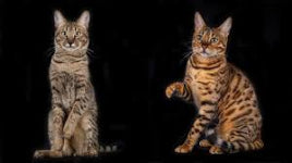 Two cats standing side by side on a black background