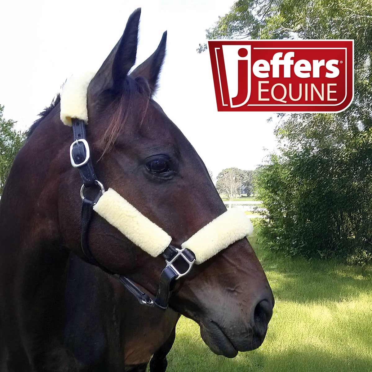 Horse wearing a headstall with a Jeffers Equine logo in the background