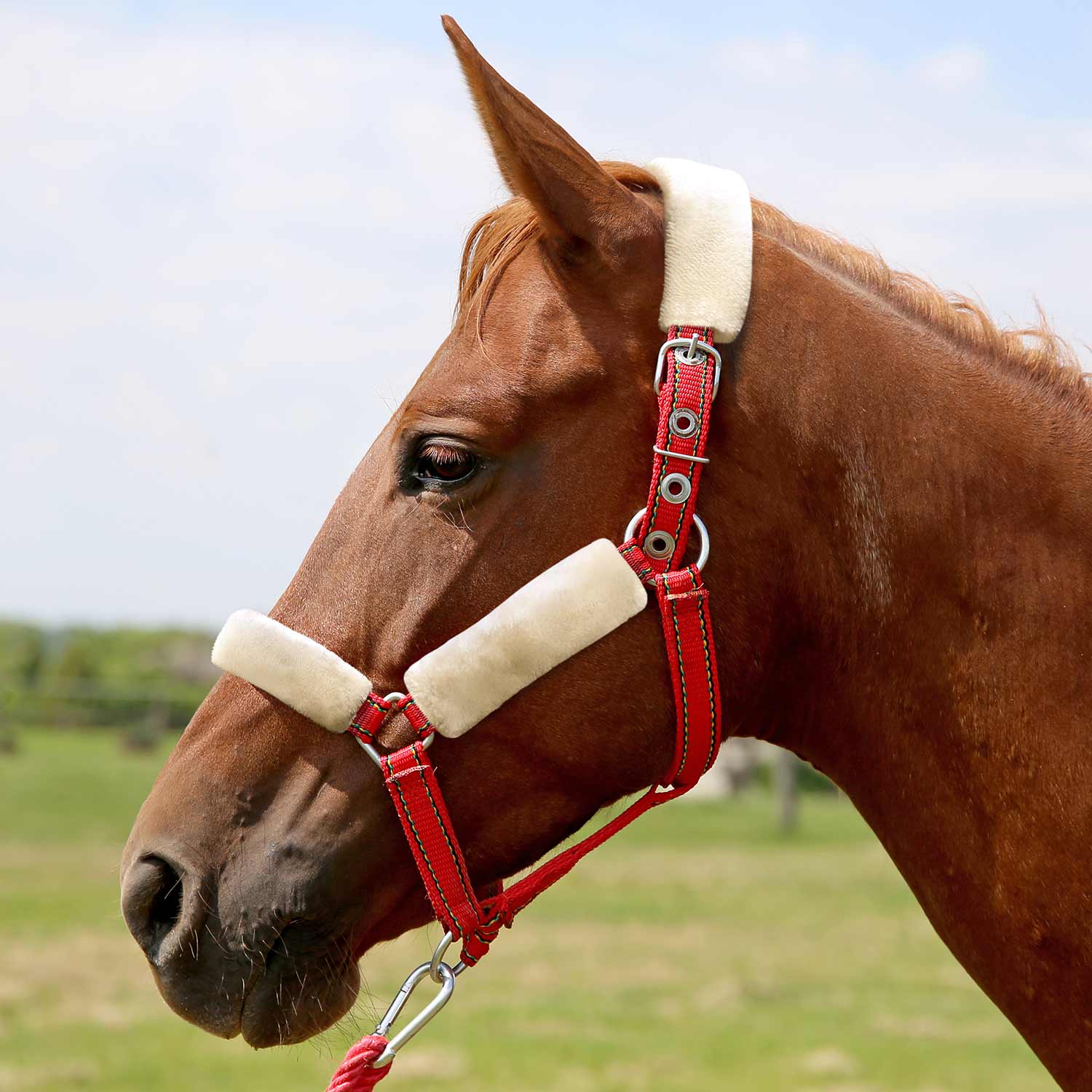 Horse wearing a red bridle with white ear covers in an outdoor setting