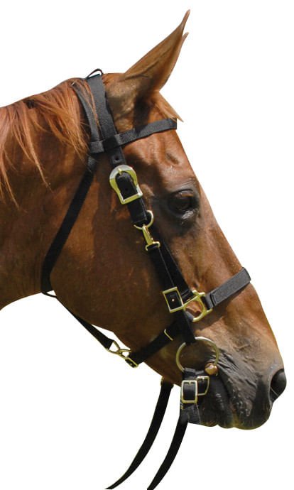 Brown horse wearing a black bridle on a white background