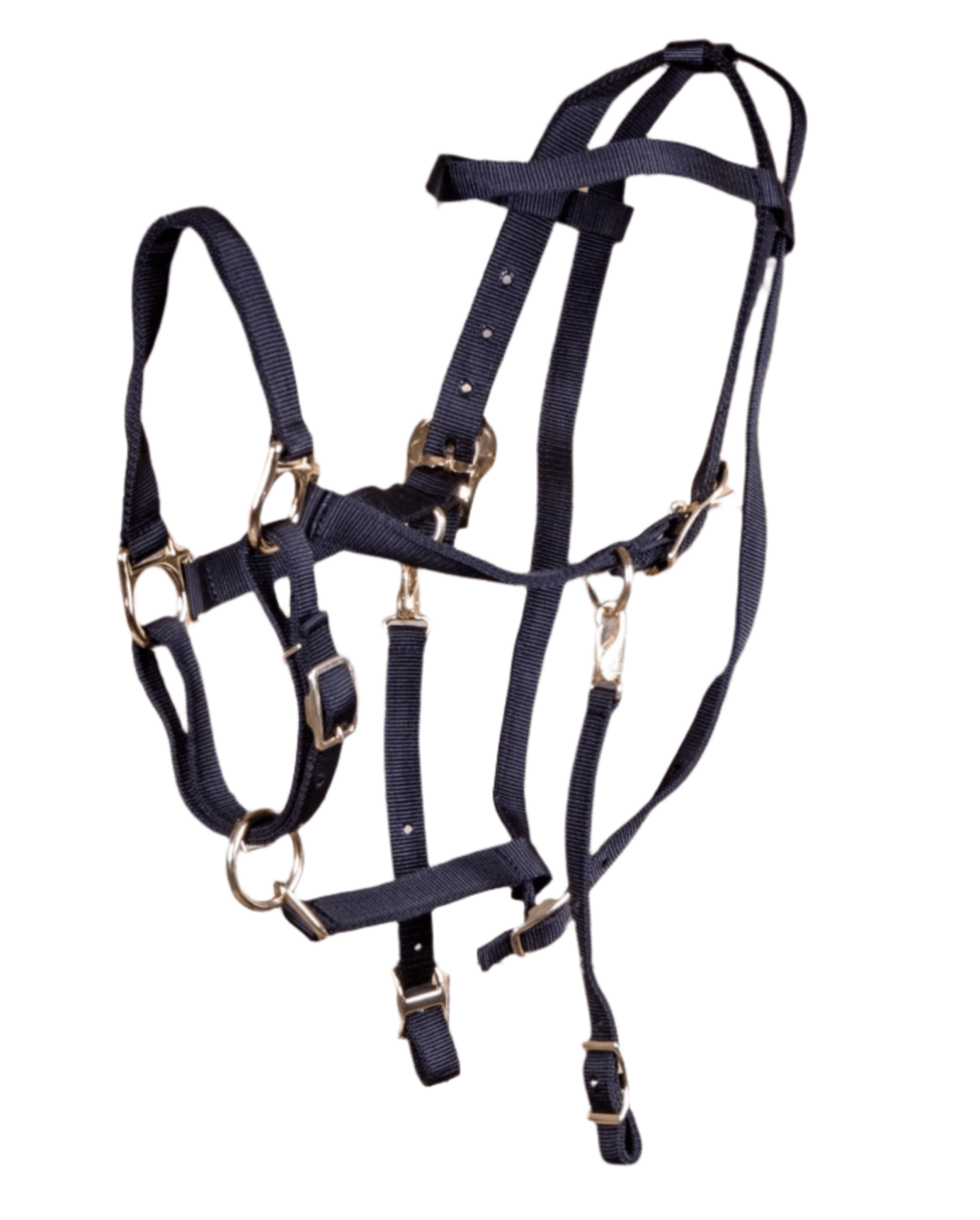 Navy blue horse halter with gold hardware on a white background