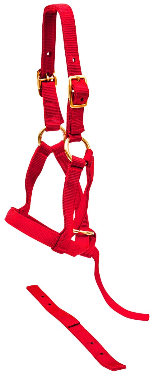 Red halter with gold hardware on a white background