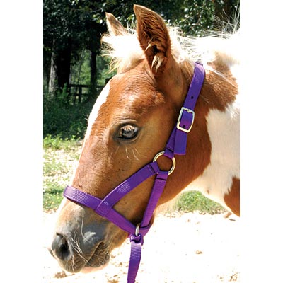 Horse wearing a purple halter with a natural background