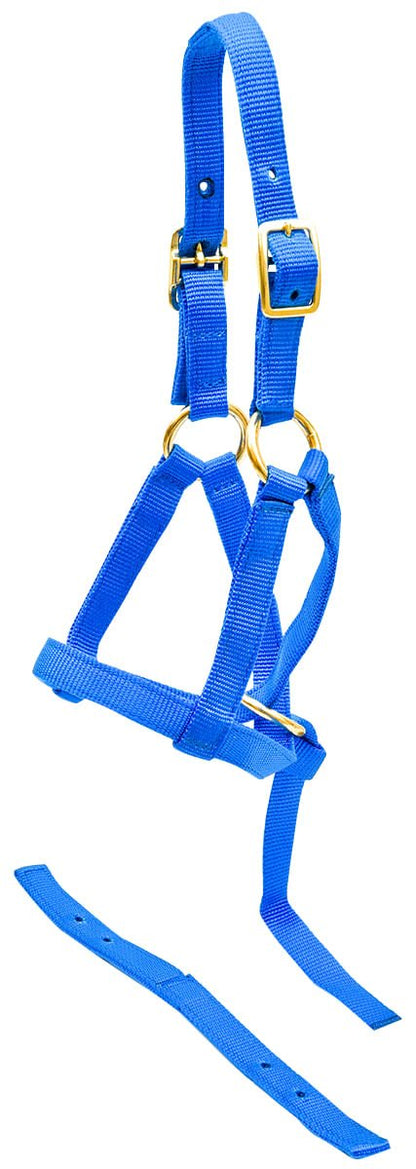 Blue halter with gold hardware on a white background