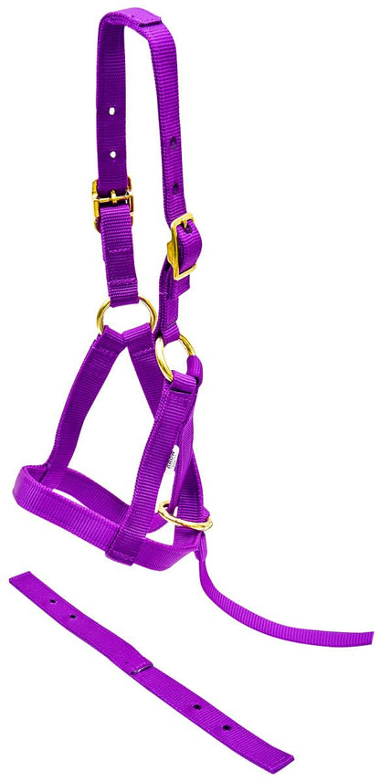 Purple horse halter with gold hardware on a white background