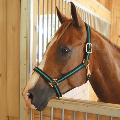 Brown horse with a green bridle looking out of a wooden stable.