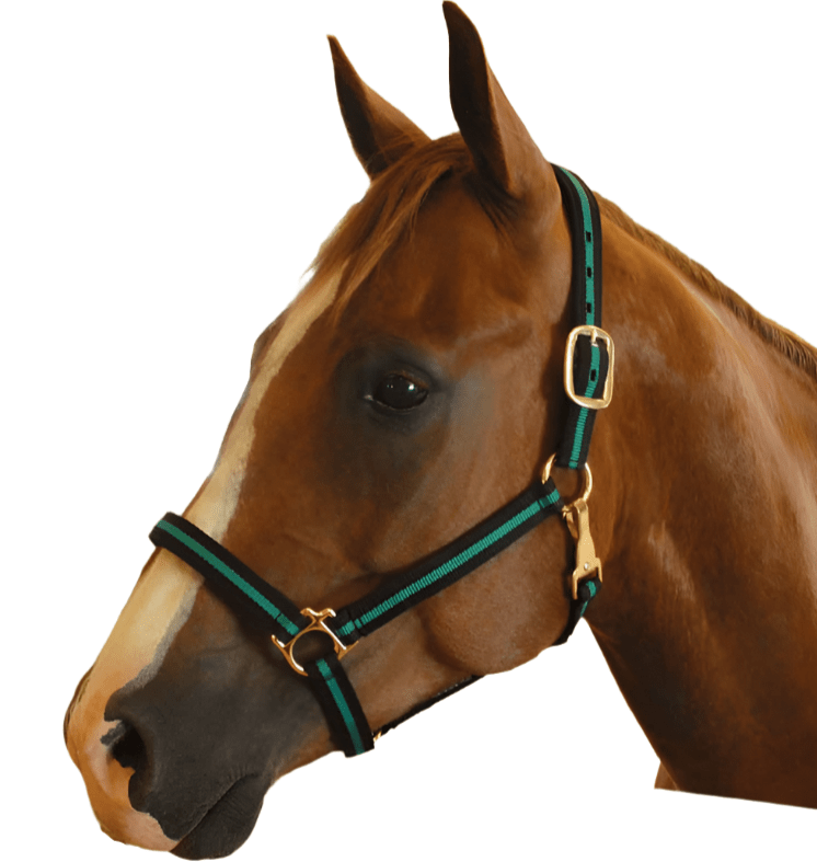 Brown horse wearing a green and gold halter on a white background