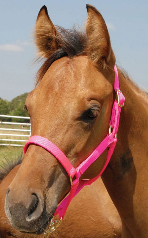 Brown horse wearing a pink halter with a clear blue sky background