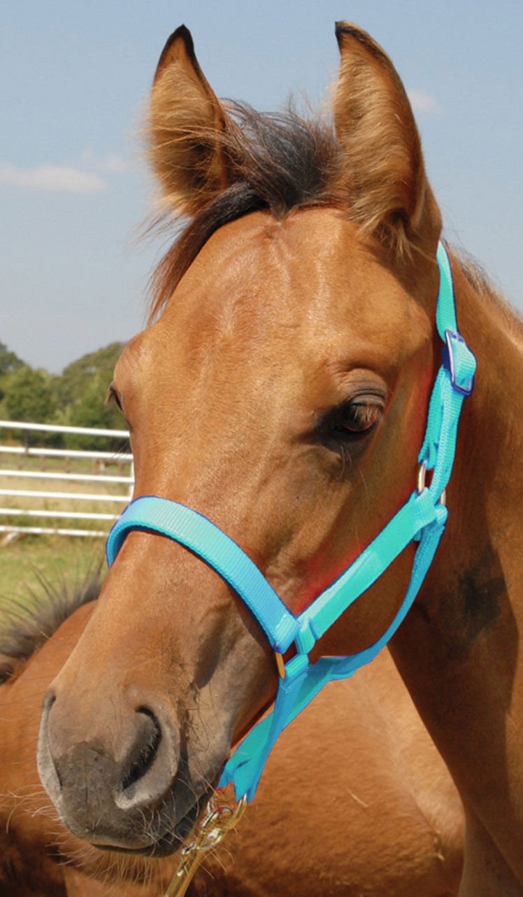 Brown horse wearing a turquoise halter against a clear sky