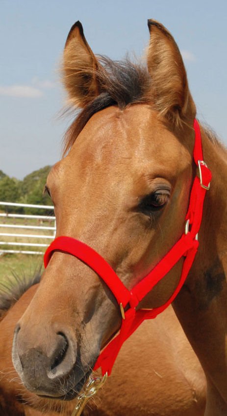 Brown horse wearing a red halter with a clear blue sky in the background