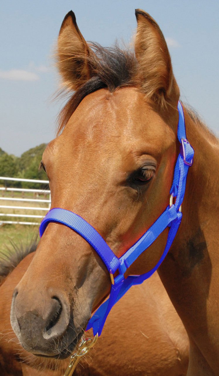Brown horse wearing a blue halter with a clear sky background