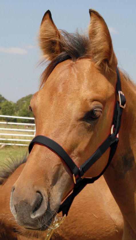 Brown horse wearing a black bridle with a clear blue sky background