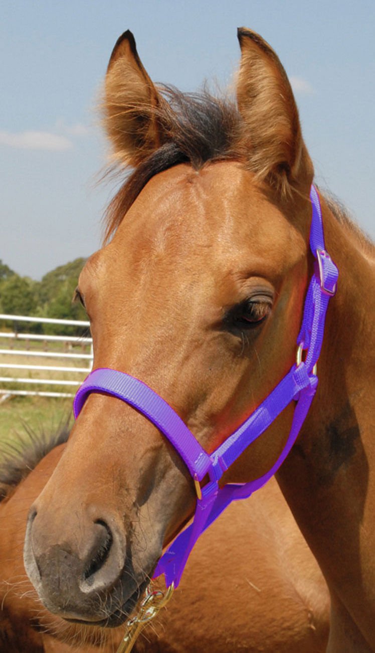 Brown horse wearing a purple halter with a clear blue sky background