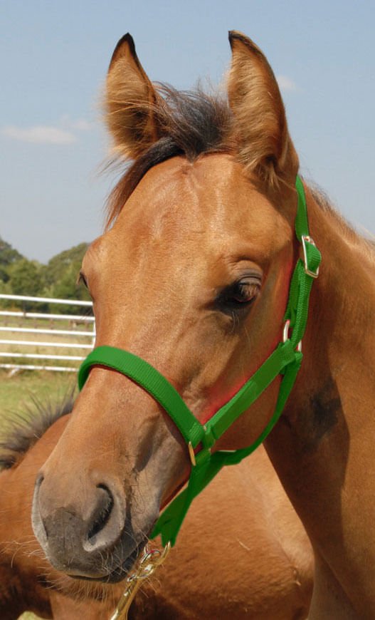Brown horse wearing a green halter with a clear blue sky background