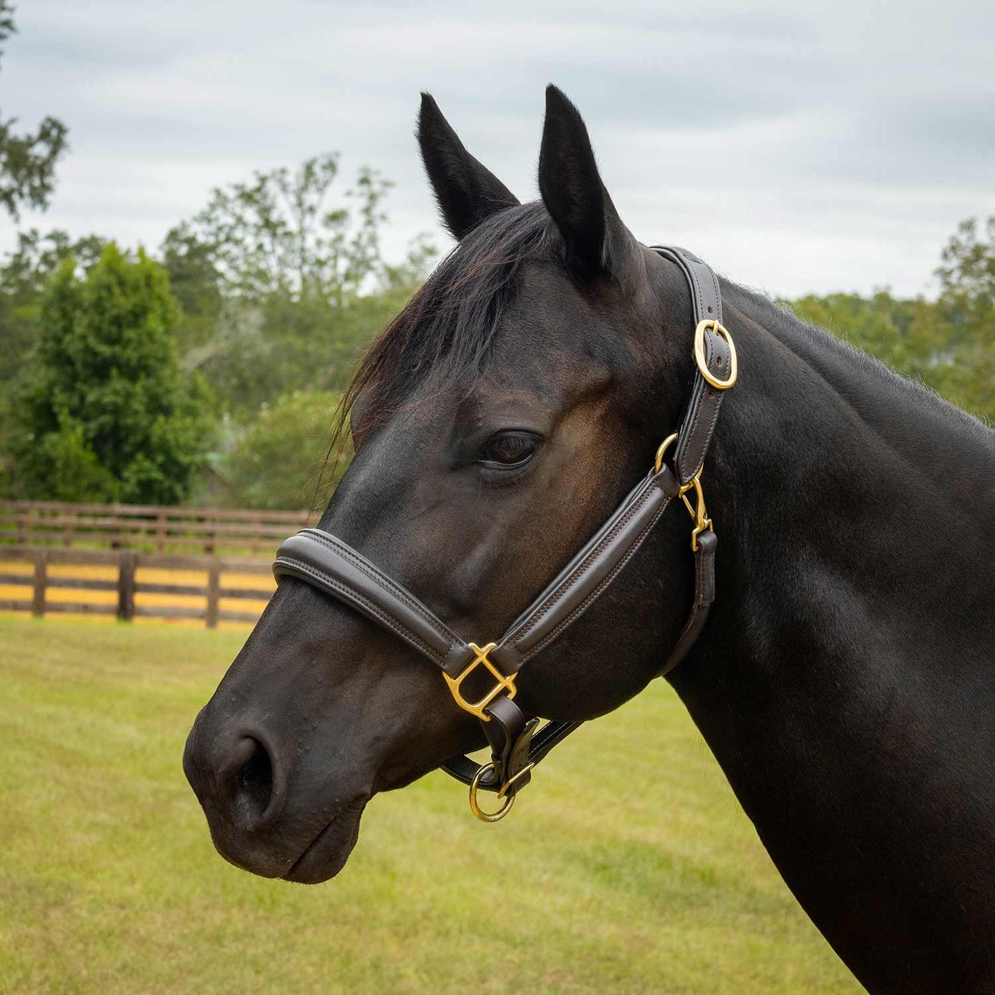 Black horse with a bridle standing in a grassy field with trees in the background