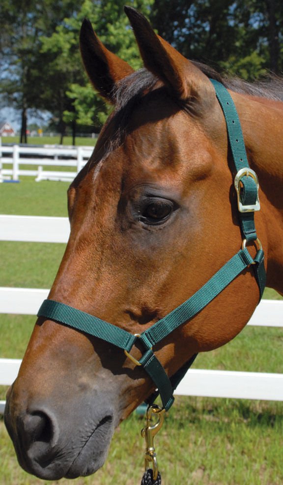 Brown horse wearing a green bridle in an outdoor setting with grass and trees.