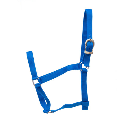 Blue halter with metal buckle on a white background