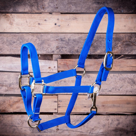 Blue horse halter on a wooden background