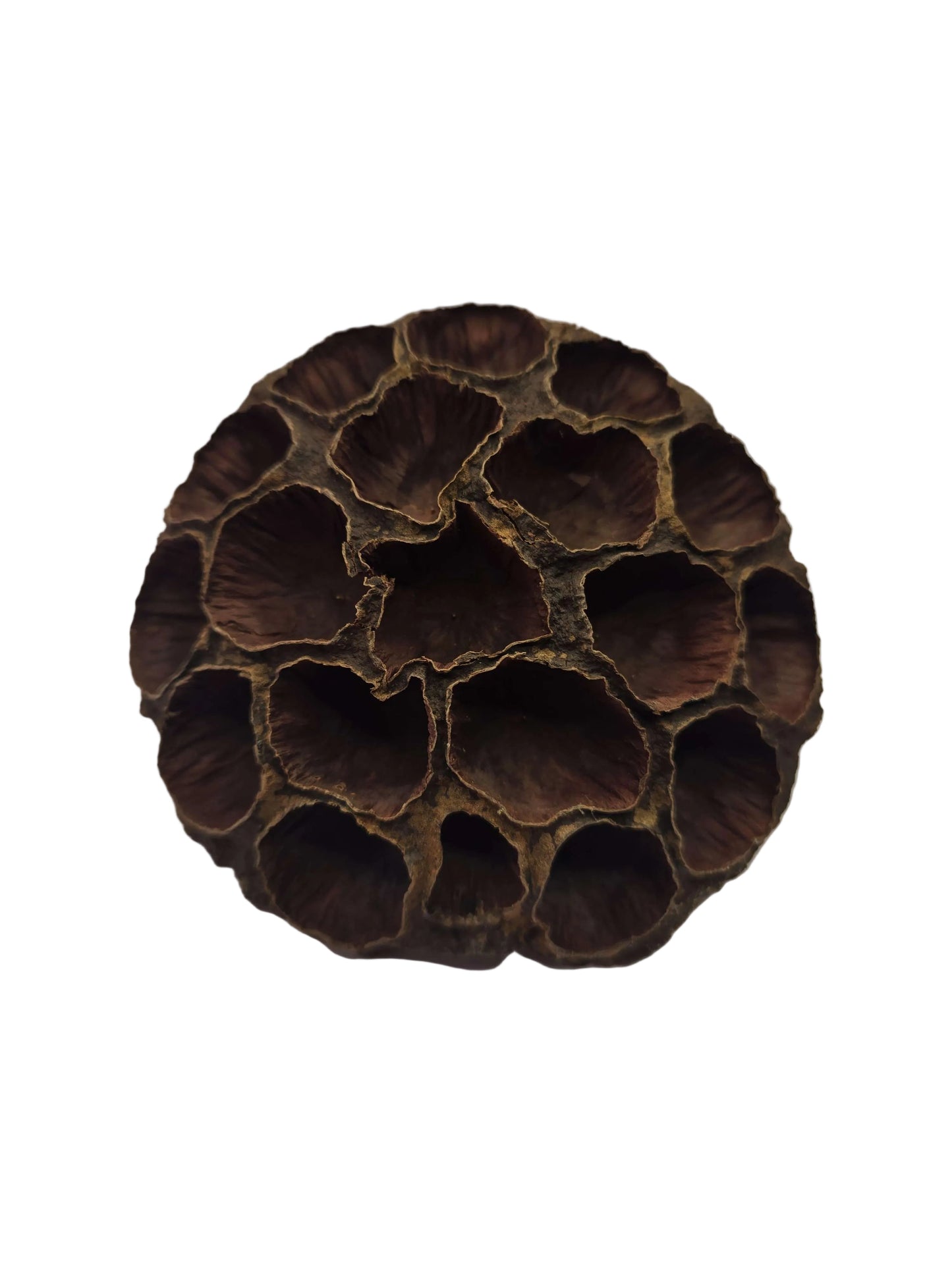 Brown lotus seed pod on a white background