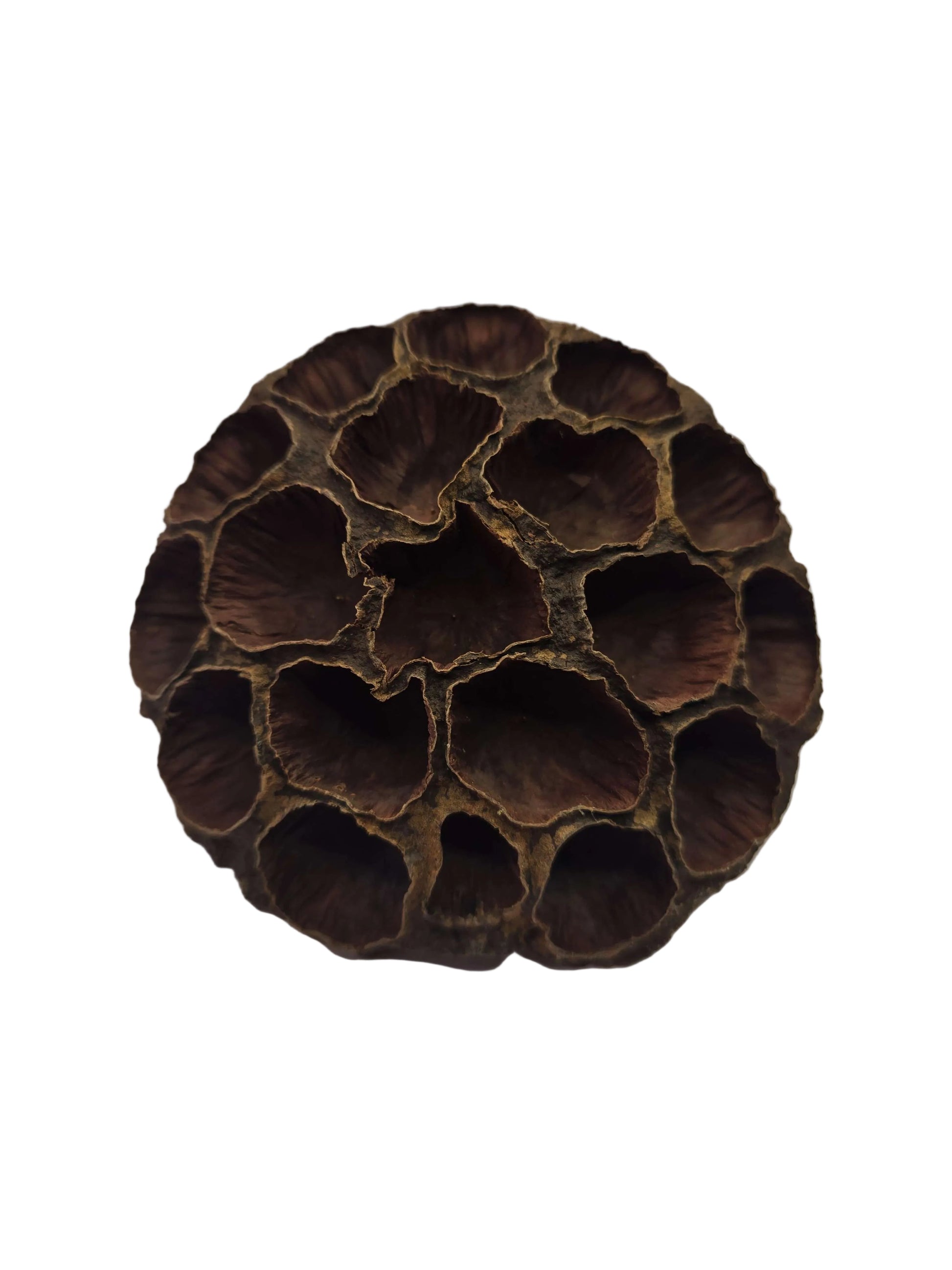Brown lotus seed pod on a white background