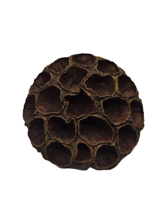 Brown lotus seed pod on a white background
