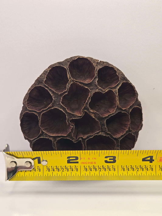 Wooden flower-shaped object with a measuring tape for scale on a white background