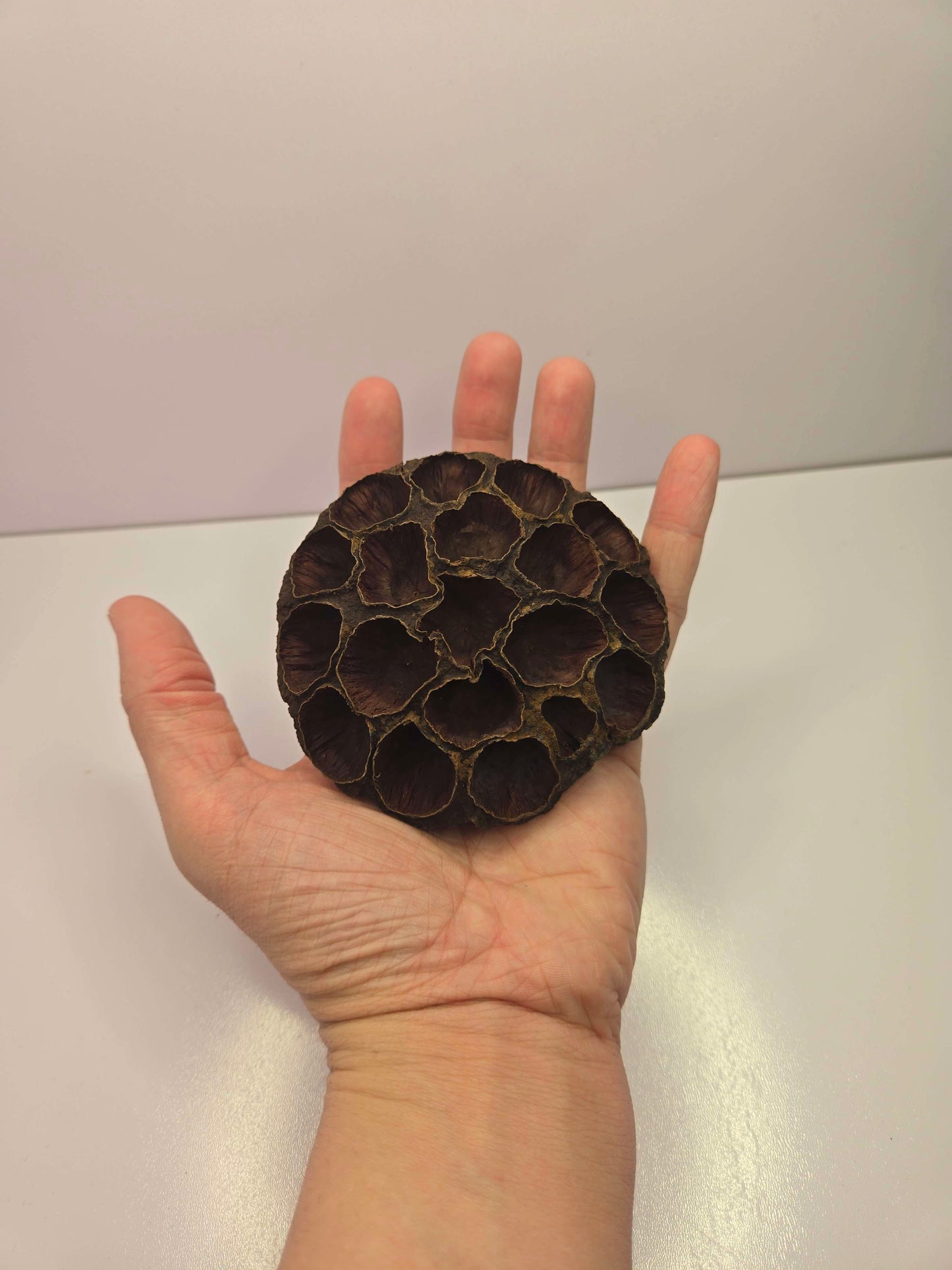 Hand holding a dark brown lotus seed pod against a plain background