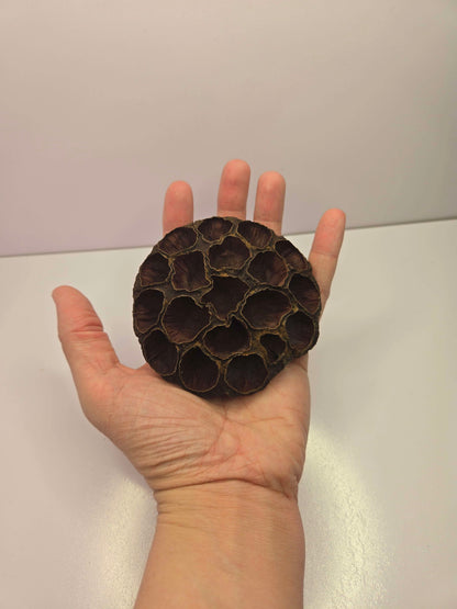 Hand holding a dark brown lotus seed pod against a plain background