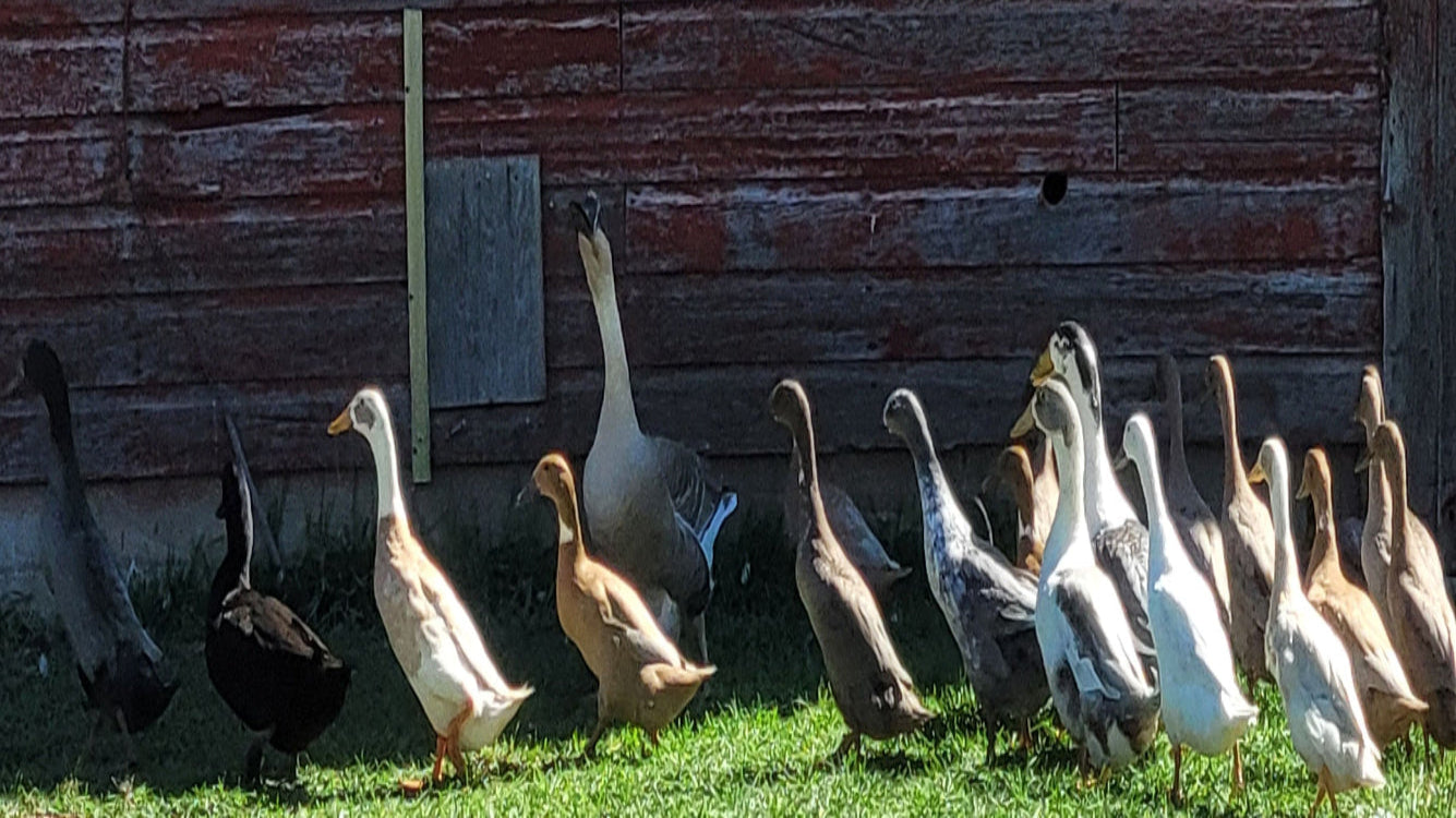 21 Ducks on a Farm in Brookings, SD