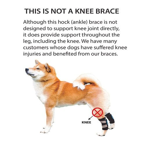 Dog wearing a hock (ankle) brace with text explaining its use.