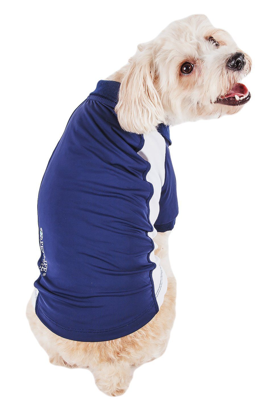 Dog wearing a blue and white shirt on a white background