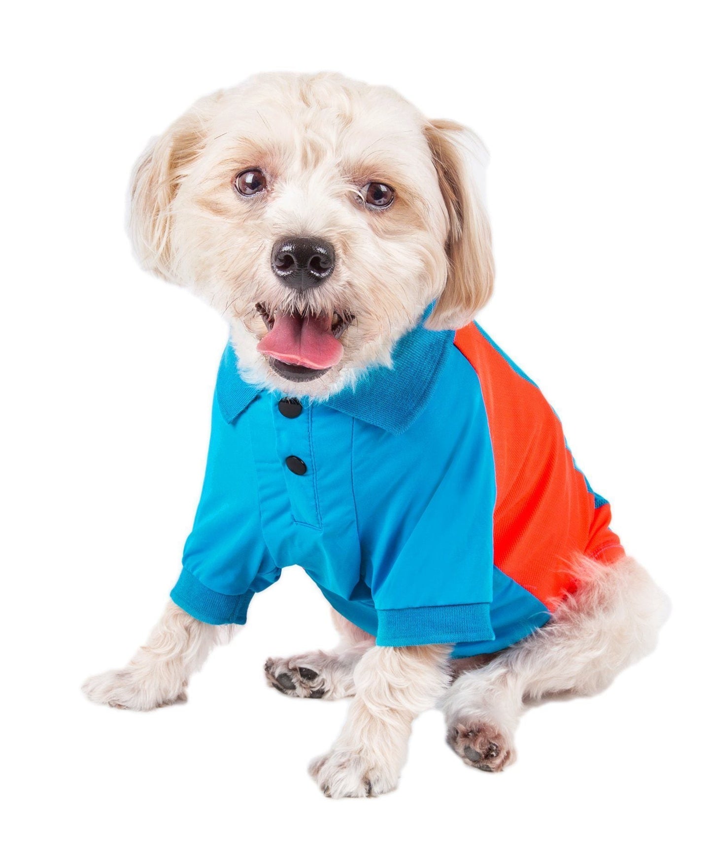 Dog wearing a blue and orange jacket on a white background