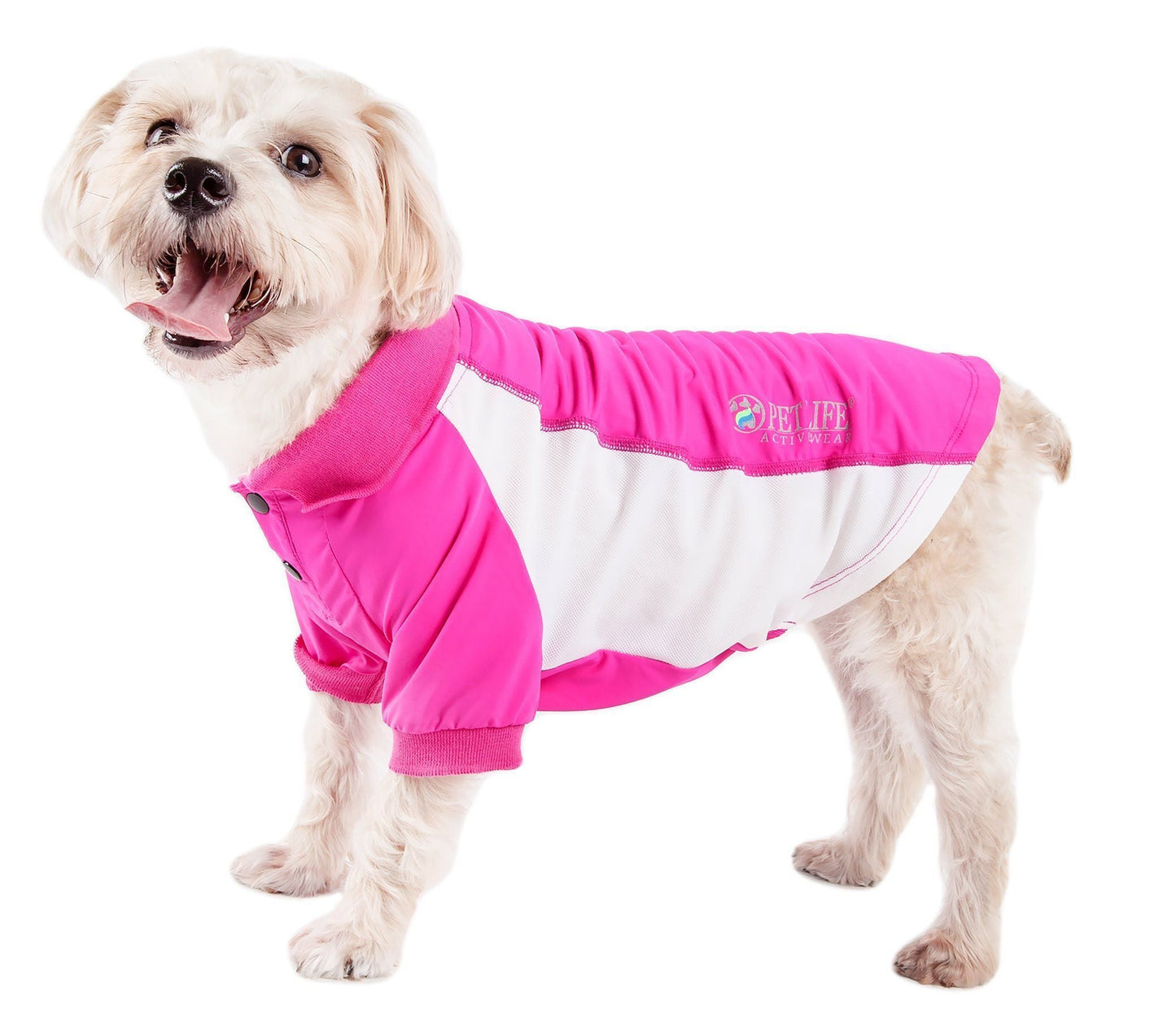 Dog wearing a pink and white jacket on a white background