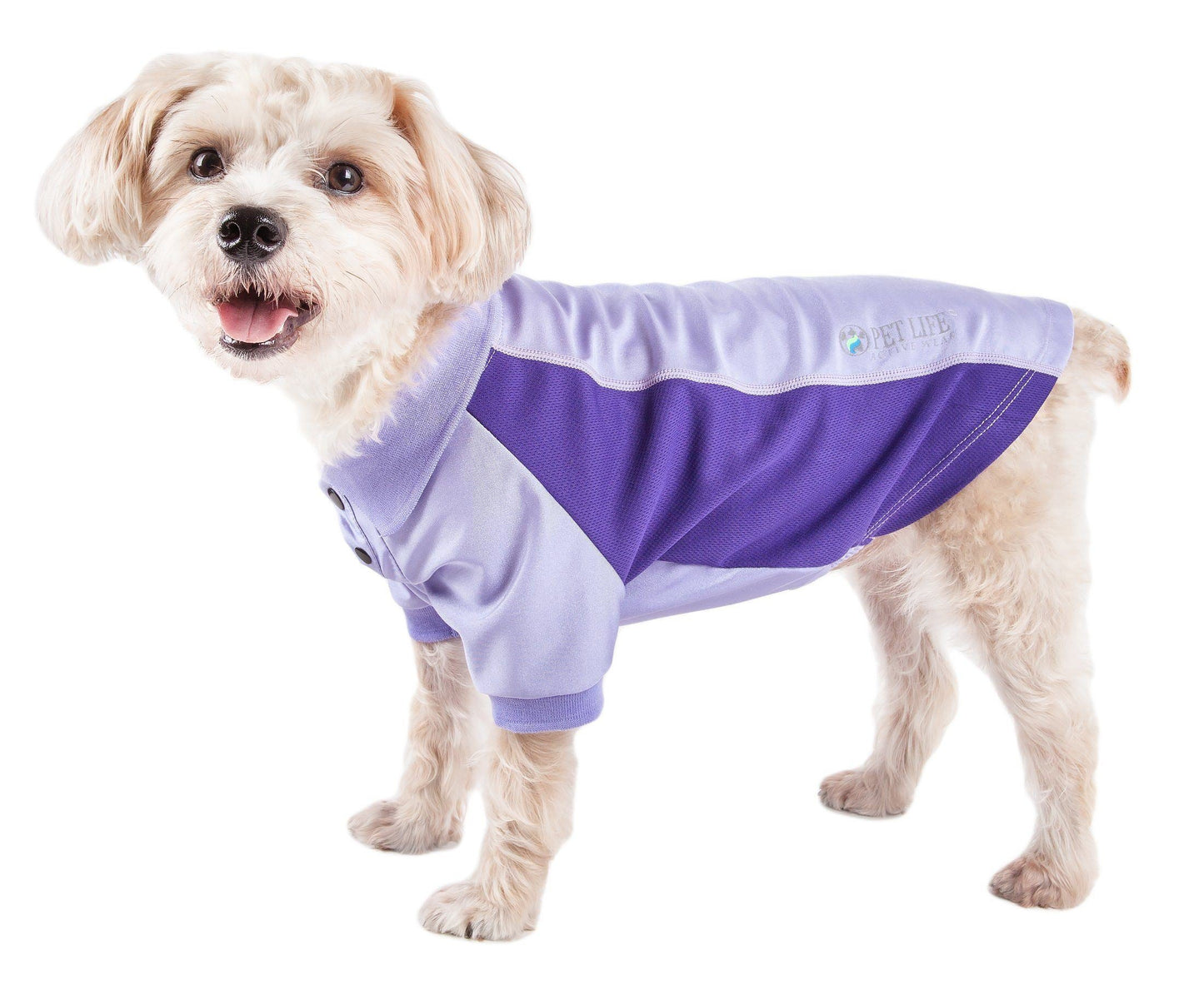 Dog wearing a purple and white outfit on a white background