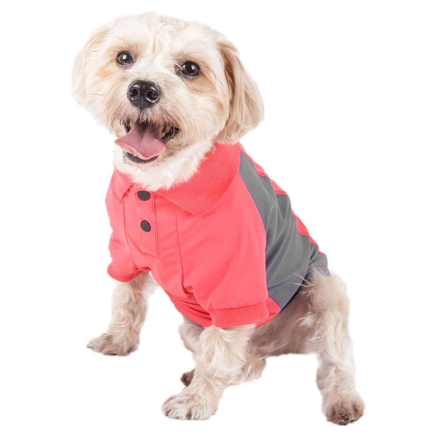 Dog wearing a red and gray coat on a white background