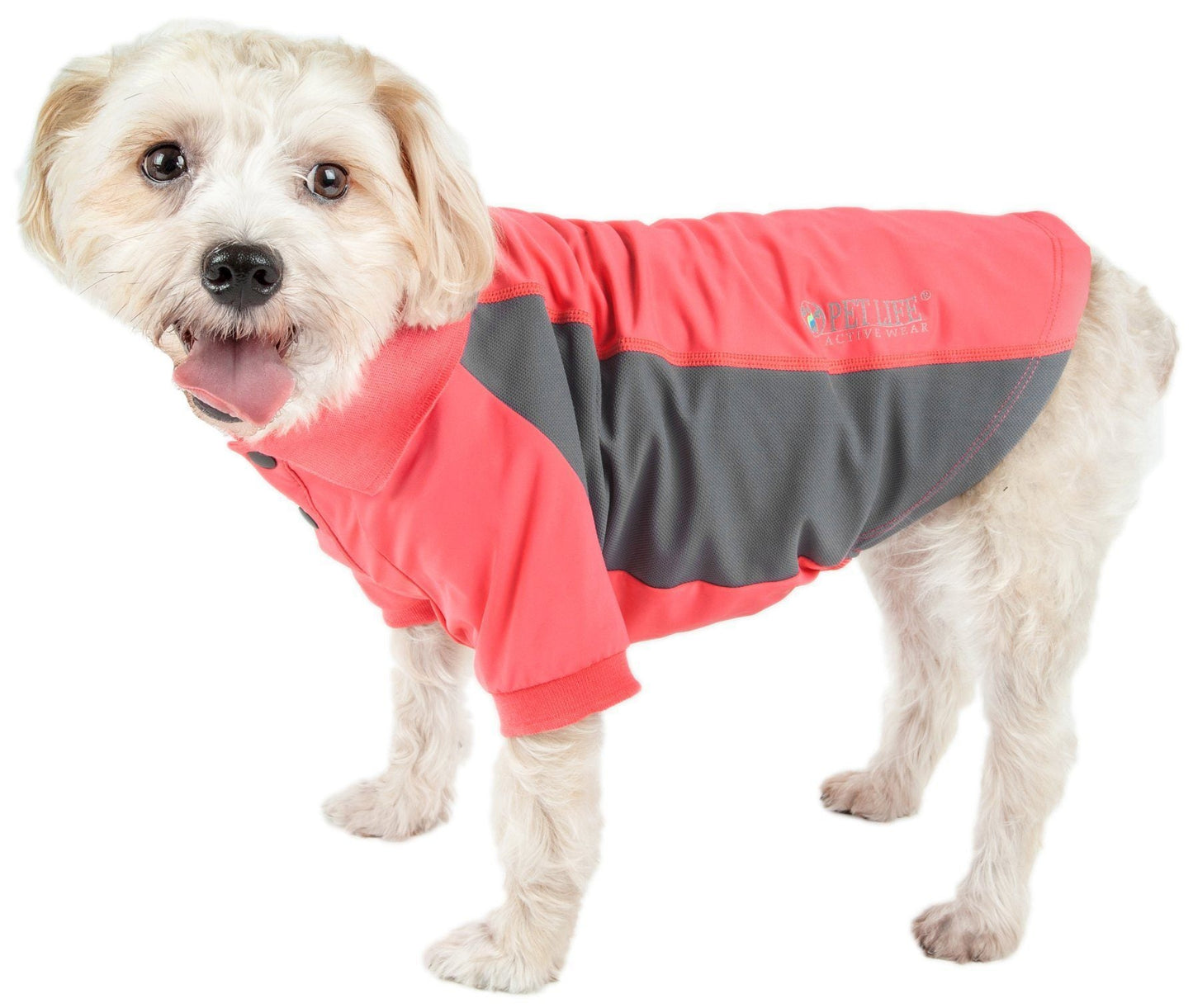 Dog wearing a red and gray coat on a white background